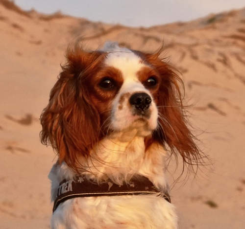 small white and and brown dog in the desert