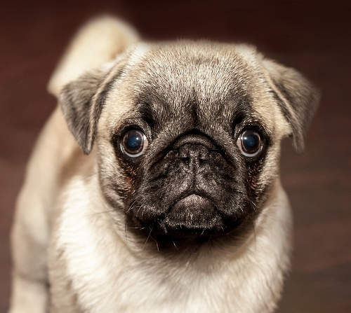 small pug with big eyes