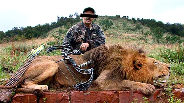 Lion killed from canned hunting