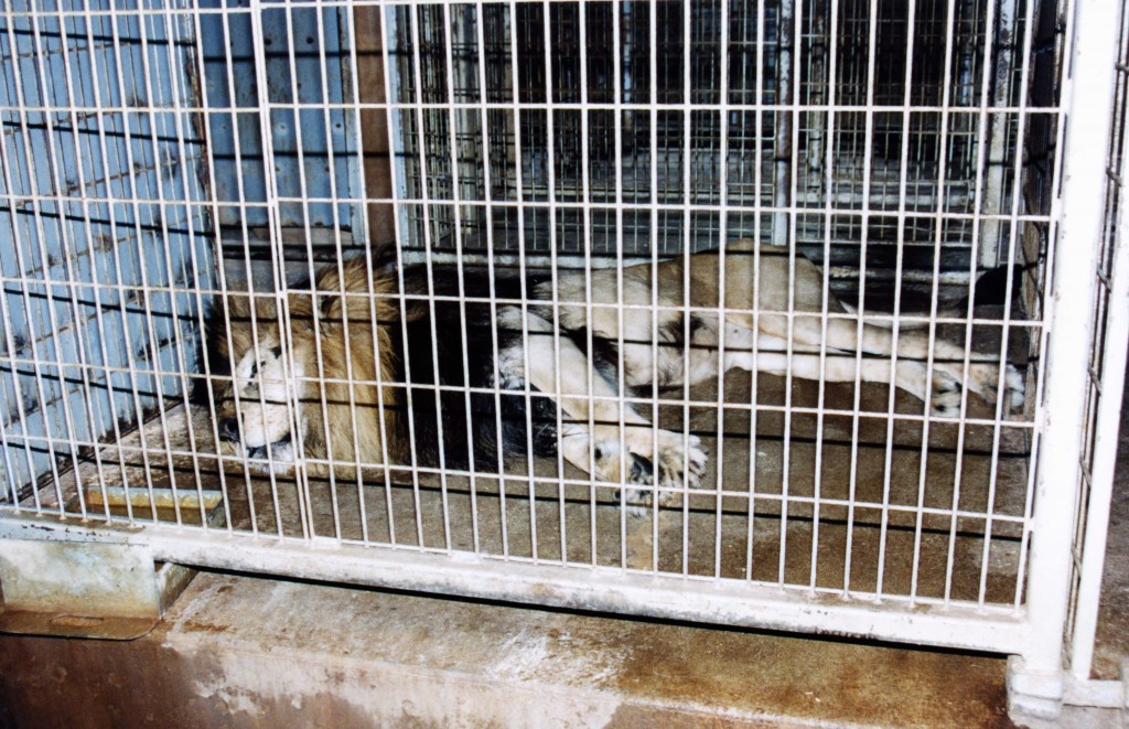 Lion in a cage