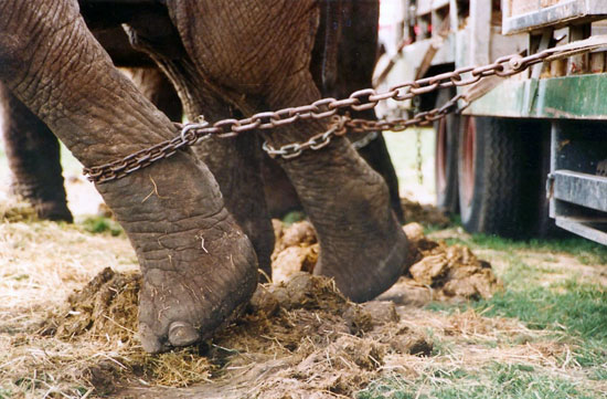 Elephant chained in one position
