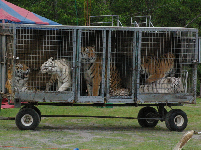 Tigers in a cage