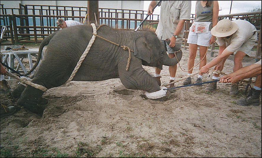 Elephant whipping