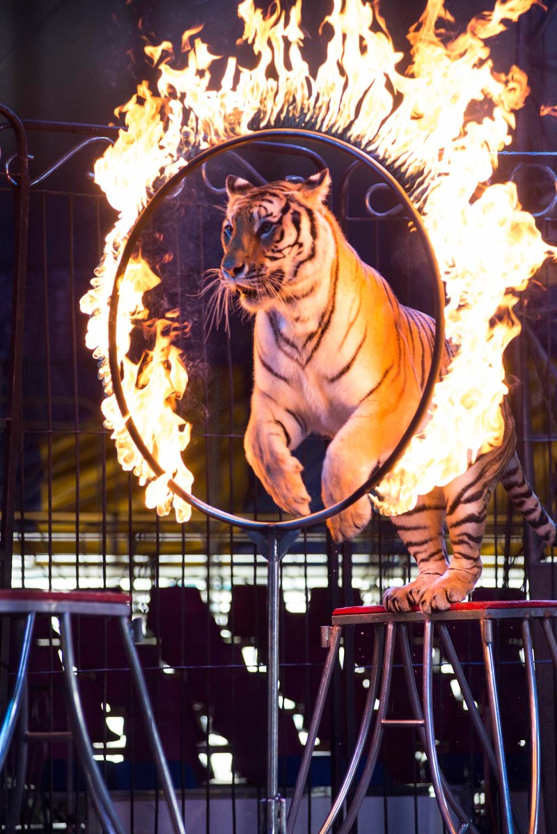 Tiger jumping through a ring of fire